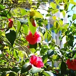 Готель Continental Parkhotel Лугано