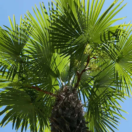 Готель Continental Parkhotel Лугано