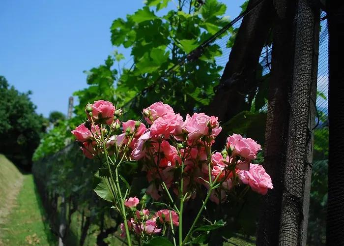 Continental Parkhotel Hotel