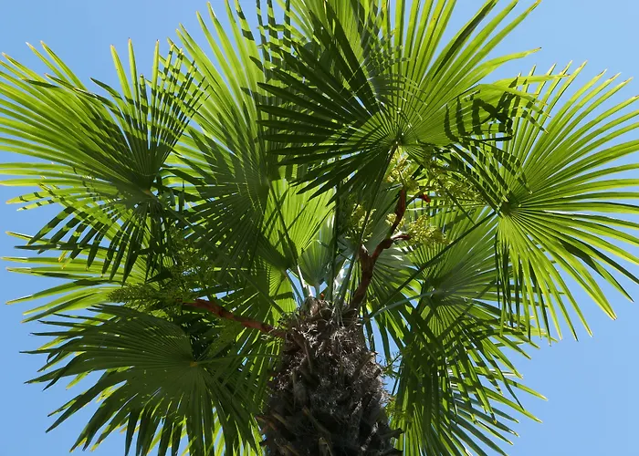 Hotel Continental Parkhotel Lugano