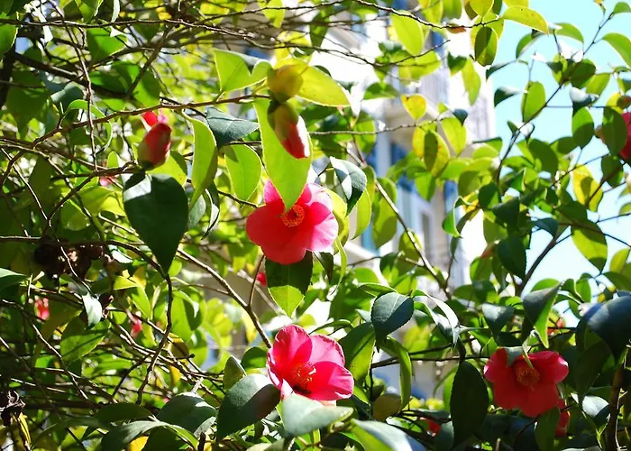 Hotel Continental Parkhotel Lugano